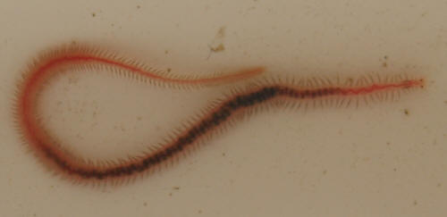 Faqs On Freshwater Worms Of All Sorts 1 Most bristle worms also have a head with sensory palps as well as eyes and antennae.